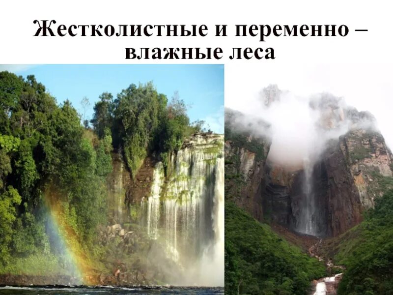 Переменно влажные леса температура. Жестколистные леса Южной Америки. Переменно влажные жестколистные леса. Жёстколистные вечнозелёные леса влажность. Жестколистные леса Северной Америки климатические.