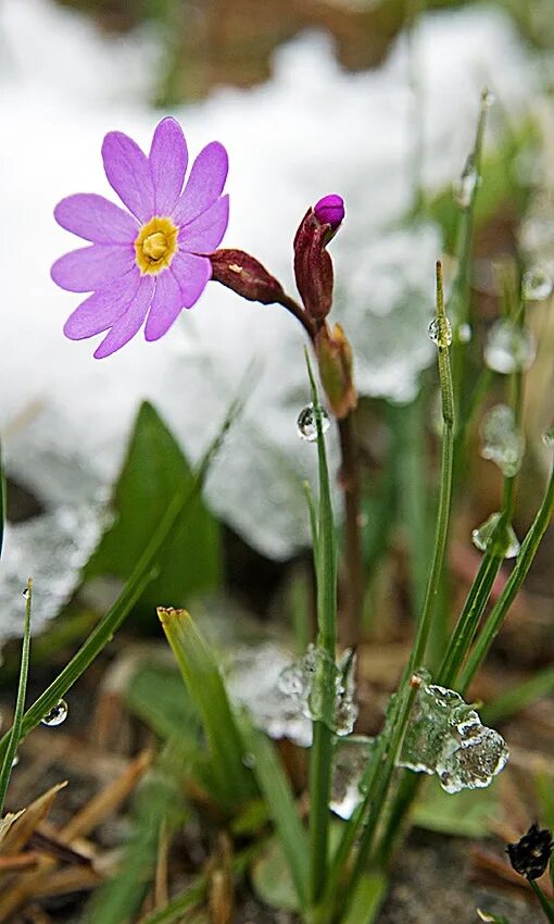 Приближающиеся весенние. Пролески, подснежники, крокусы. Подснежники зимой. Цветы из под снега. Белоцветник весенний и подснежники.