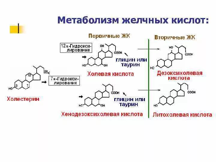 Формулы желчных кислот биохимия. Вторичные желчные кислоты образуются. Схема синтеза желчных кислот. Структура первичных желчных кислот.