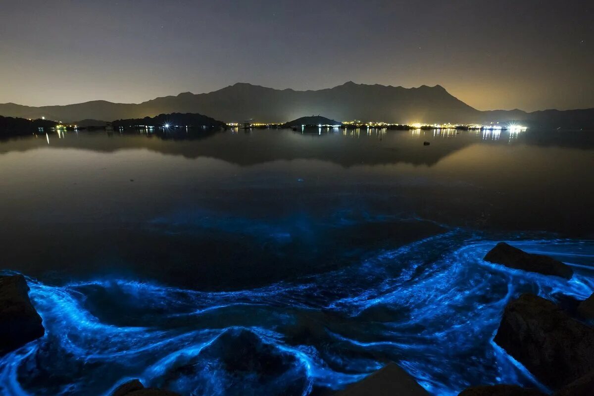 Светящаяся вода ночью. Ночесветка Noctiluca. Ночесветка в черном море. Планктон ночесветка. Водоросль ночесветка черное море.