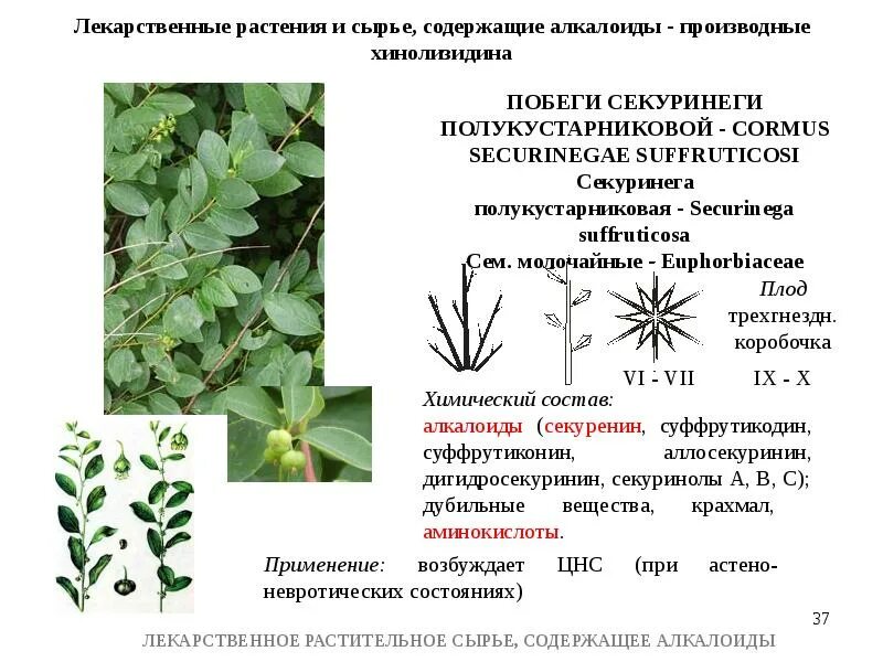Сырье содержит. Тропические лекарственные растения содержащие алкалоиды. лекарственное растительное сырье содержащее алкалоиды. лекарственные растительные препараты содержащие алкалоиды. алкалоиды в лрс.