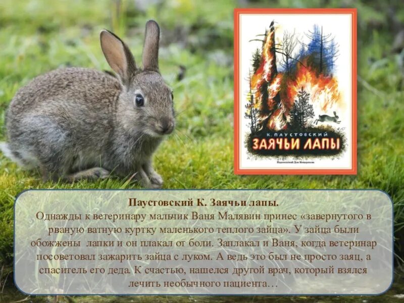 Заячьи лапки кратко. К. Паустовский "заячьи лапы". Обложка книги заячьи лапы.