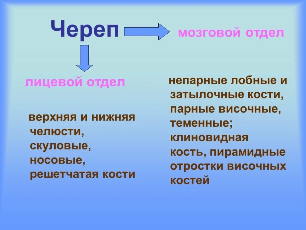 Парные и непарные кости мозгового и лицевого черепа. Кости лицевого черепа парные и непарные. Парные кости мозгового черепа. Непарные кости мозгового отдела черепа. Парной костью являются