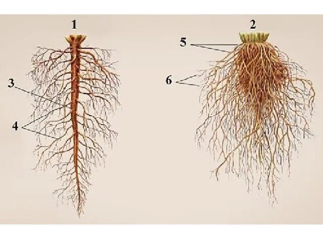 Корень ое корень. Пшеница корень мочковатый. Анатомия корневой системы. Корневая система 6 класс биология. Корень корневые системы 6 класс.