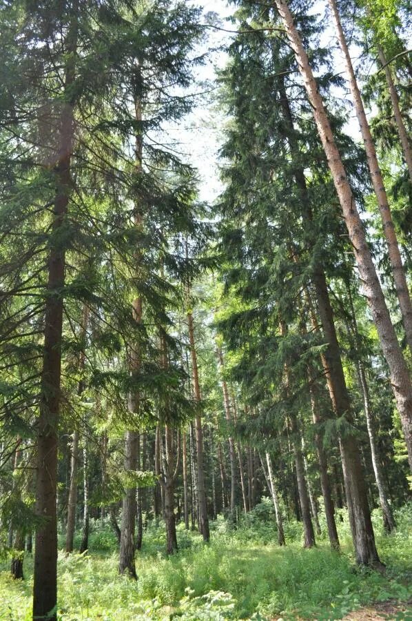 Лесной участок особенности. Лесной участок. Лесные участки в лесу Москва. Лесной участок 7 сот. Детский Лесной участок 5.