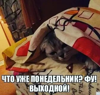 Утро понедельника выходной