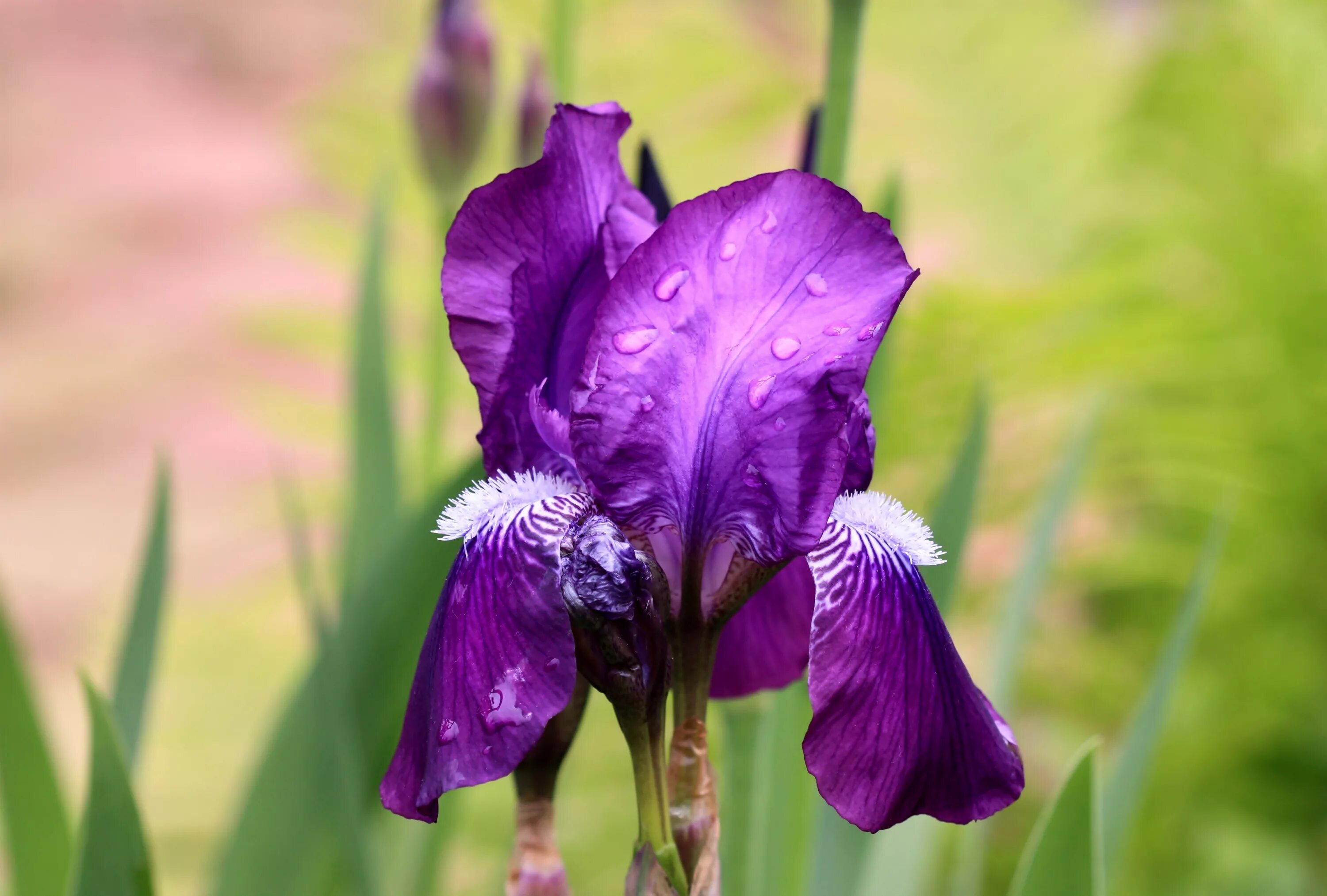 Цветок Ирис Касатик. Ирис Касатик фиолетовый. Ирис фиолетовый обыкновенный. Ирис фиолетовый (Iris camillae f. violacea). Ирис растение значение