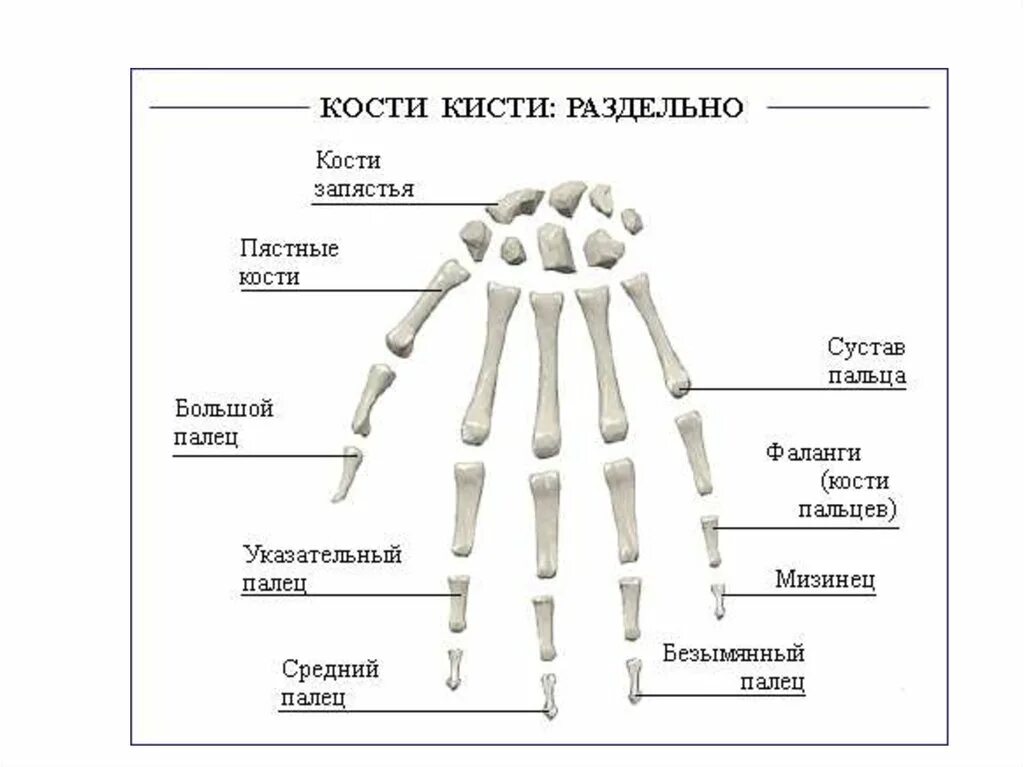 Кости кисти вид спереди. Кости ястья анатомия человека. Кости кисти строение. Строение кисти руки вид сбоку. Скелет запястья человека