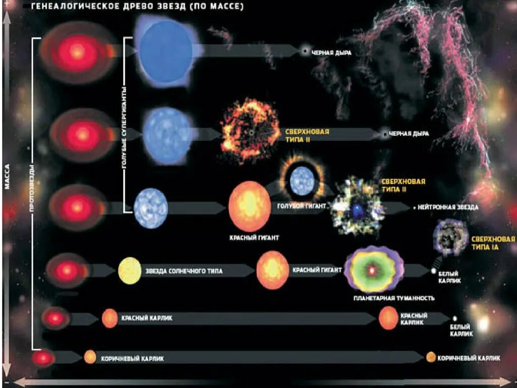 Виды звезд. Схема эволюции звезд. Эволюция массивных звезд. Эволюция звезд различной массы.