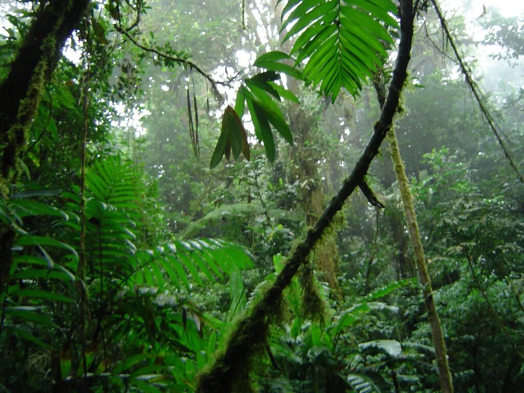 Природная зона тропические леса. Влажные листопадные тропические леса Африки. Муссонные леса Южной Америки. Тропические леса Евразии. Нижний ярус тропических дождевых лесов.