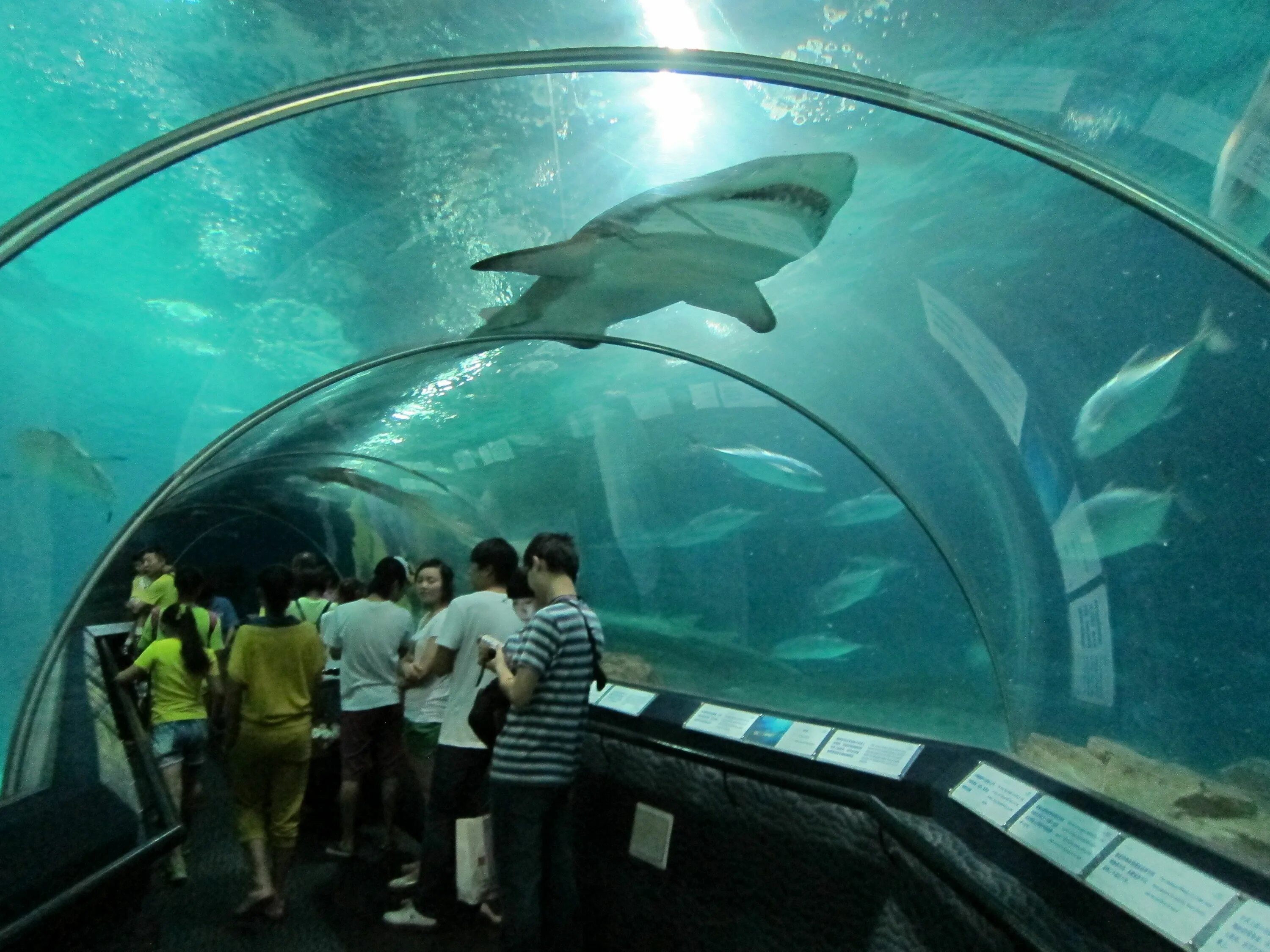 Океанариум шанхай. Шанхайский океанариум Шанхай. Полярный океанариум Харбин. Шанхай аквариум. Полярный океанариум Далянь.
