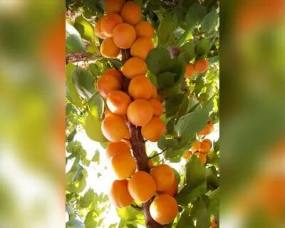 Абрикос принц март описание