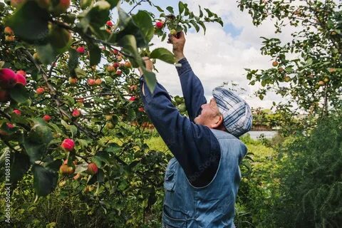Pick fruit перевод