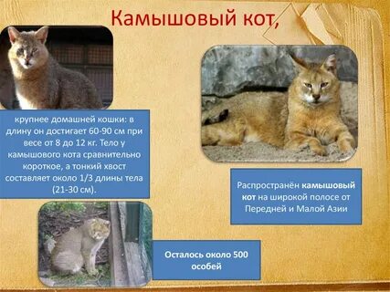 Среда обитания кошки