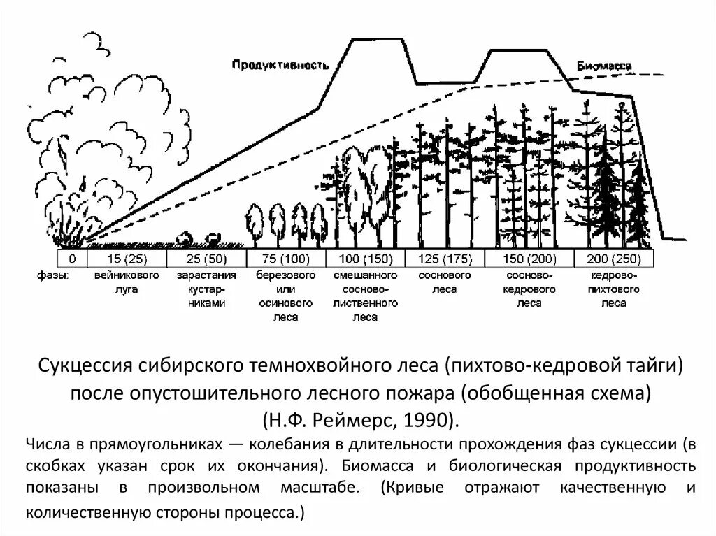 Большая биомасса первичной продукции. Сукцессия биомасса и продуктивность. Колебания в длительности прохождения фаз сукцессии. Первичная продуктивность экосистемы. Сукцессия Сибирского темнохвойного леса.