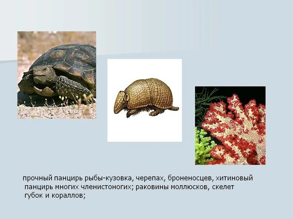 Черепаха приспособленность. Приспособления черепахи к среде обитания. Черепаха среда обитания приспособления к среде. Приспособление черепахи к окружающей среде. Черепаха приспособление к среде.