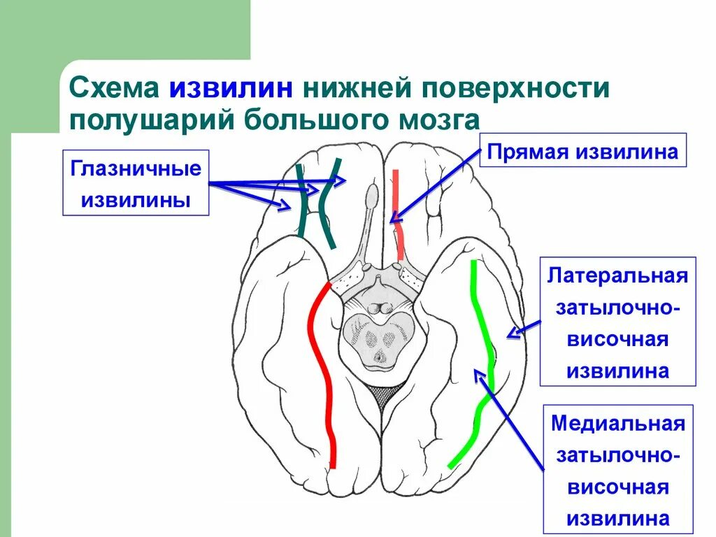 Нижняя поверхность мозга. Борозды и извилины нижней поверхности мозга. Нижняя поверхность полушарий большого мозга анатомия. Нижняя поверхность головного мозга борозды. Прямая извилина.