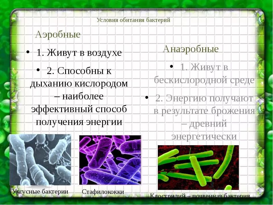 Аэробные бактерии и анаэробные бактерии. Аэробные и анаэробные микроорганизмы. Аэробные микроорганизмы. Организмы анаэробы.