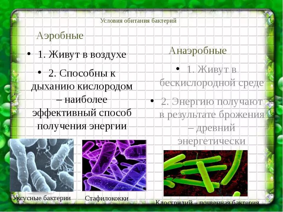 В бескислородных условиях живет. Аэробные бактерии и анаэробные бактерии. Аэробные и анаэробные микроорганизмы. Аэробные микроорганизмы. Организмы анаэробы.