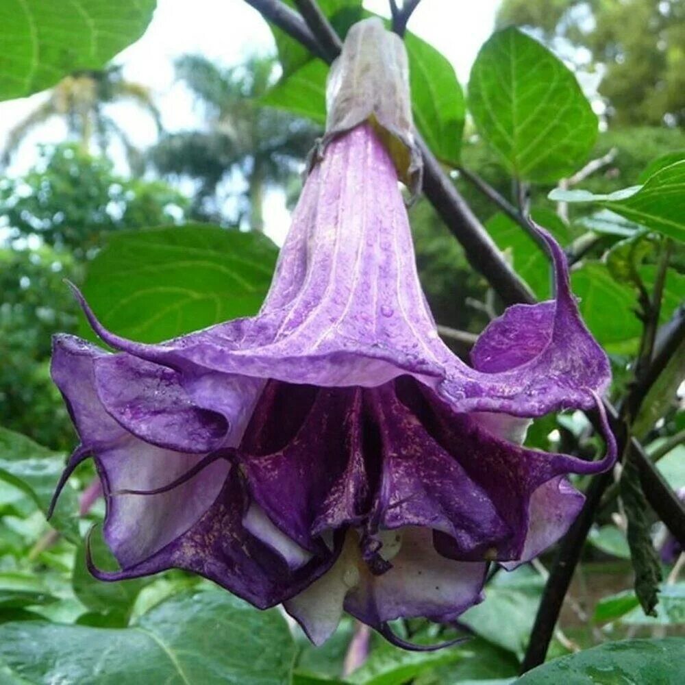 Poisonous flower. Датура Медея. Цветок Датура дурман. Датура пурпурная. Бругмансия сиреневая.