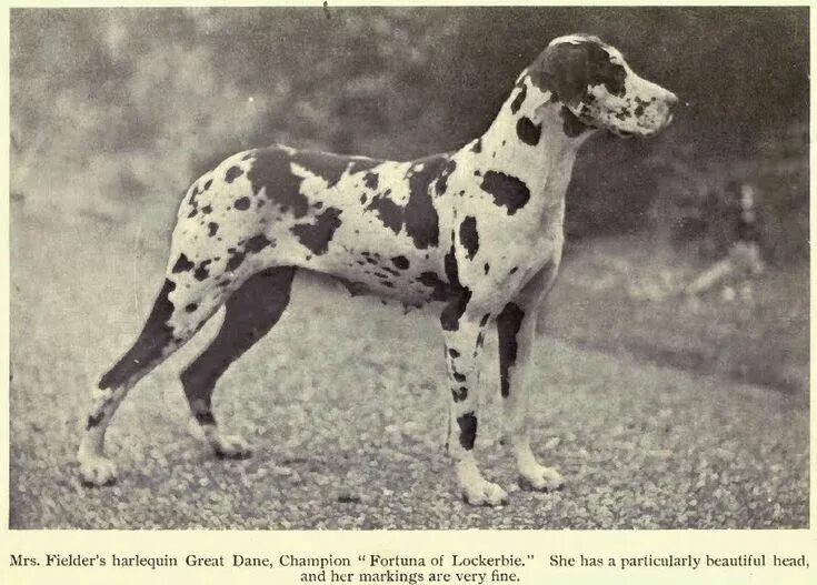 Немецкий дог геббельса. Старый дог. Немецкий дог старый. ,great dane собака great. Старый дог.