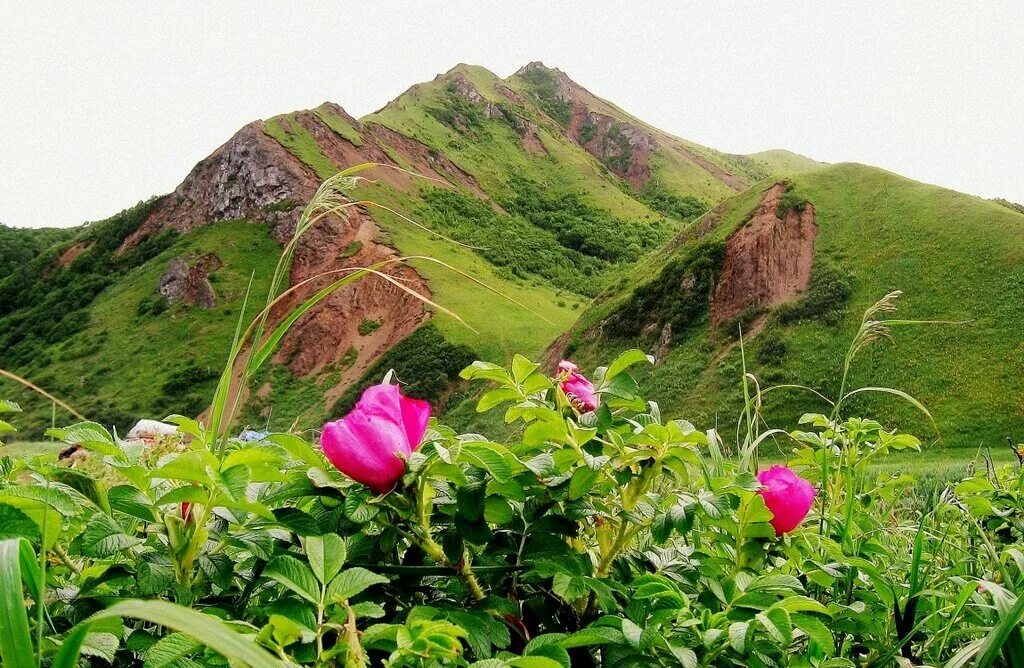 Курильские острова природная зона. Растительный мир Курильских островов. Растительность острова Кунашир. Цветущие растения острова Итуруп.