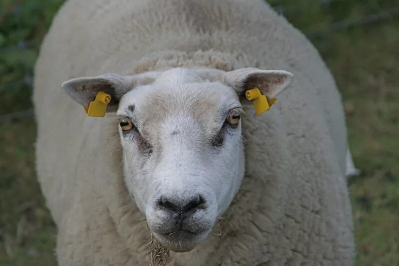 зрачки барана. глаза козы. зрачки барана. зрачки барана. глаза барана.