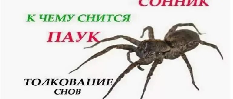 Паук сонник для женщины. К чему снятся пауки. К чему снятся пауки во сне. К чему снится паук большой. Сонник-толкование снов к чему снится паук.