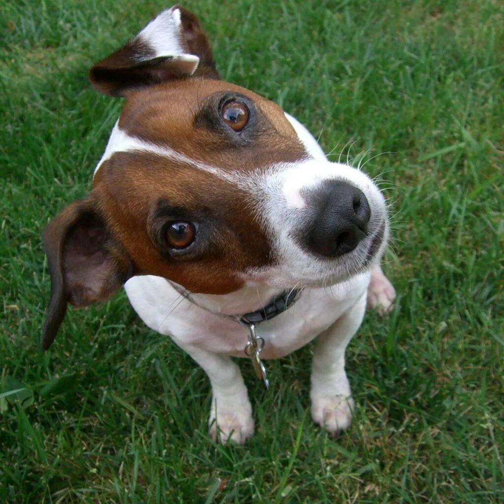 Морда собаки. Собака башка. Малинуа. Собака башка. Морда собаки в профиль.