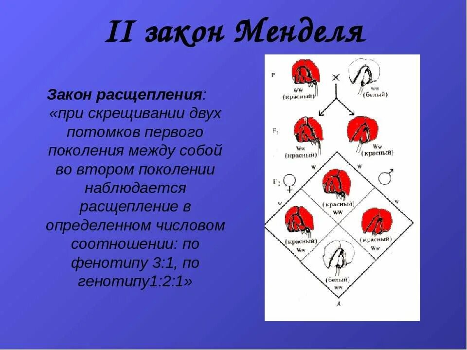 1 Закон Менделя расщепление по фенотипу 1:1. 2 Закон Менделя расщепление по генотипу и фенотипу. Расщепление по фенотипу 3 1. Закон расщепления.