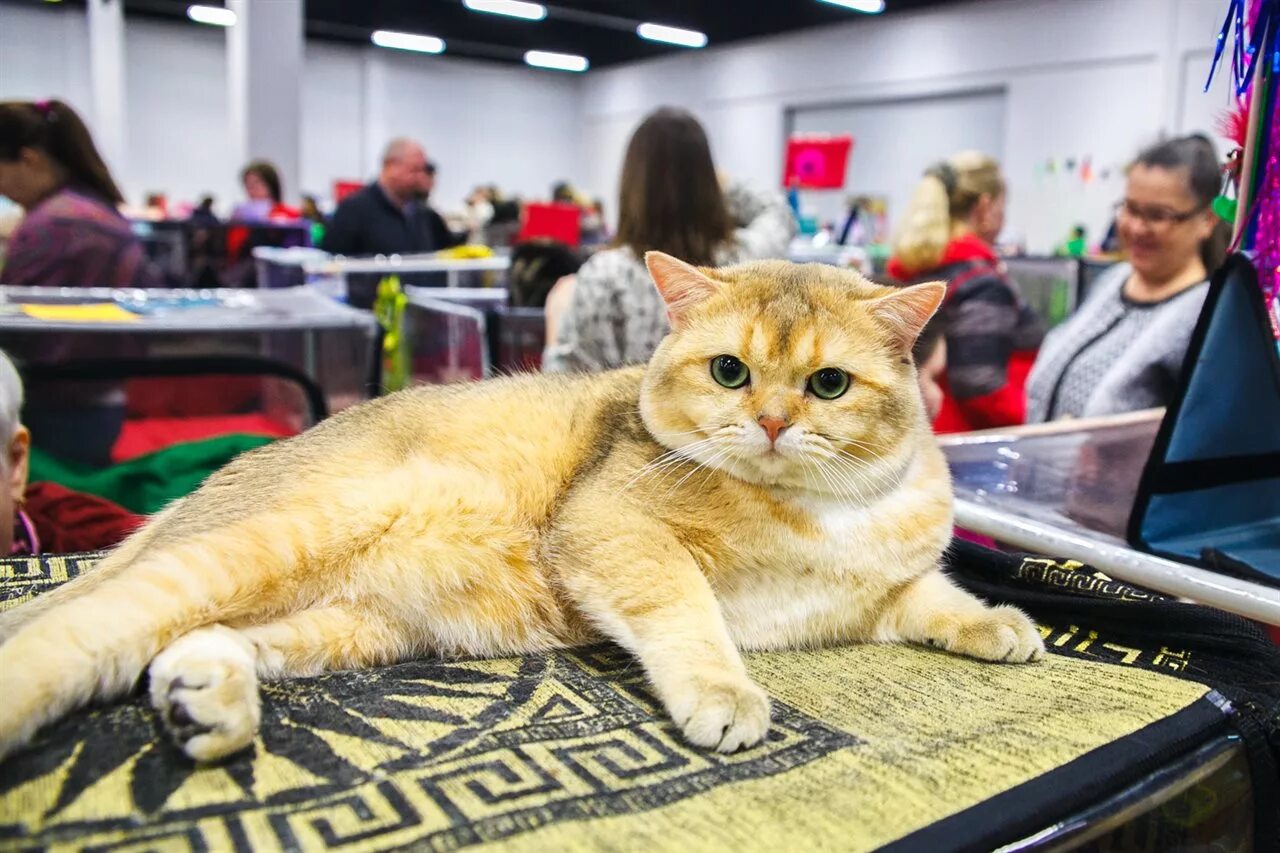 Spring cat show