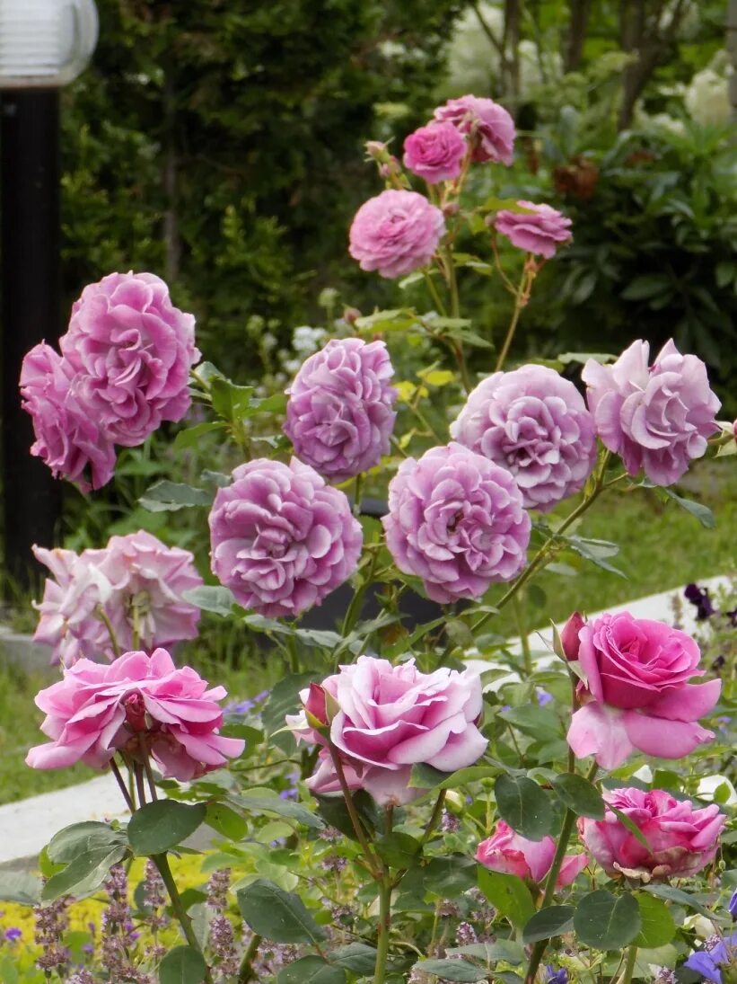 Amazon.com: Iceberg Roses
