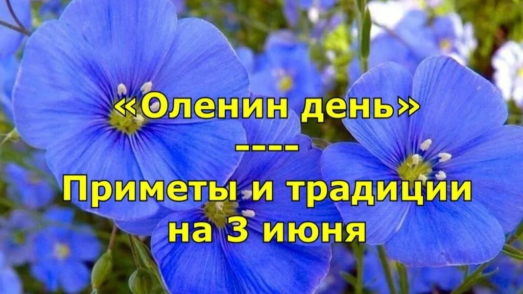 Оленин день 3 июня. 3 Июня Еленин день (олёна - длинные льны). Народный календарь Оленин день. Еленин день (Оленин день).