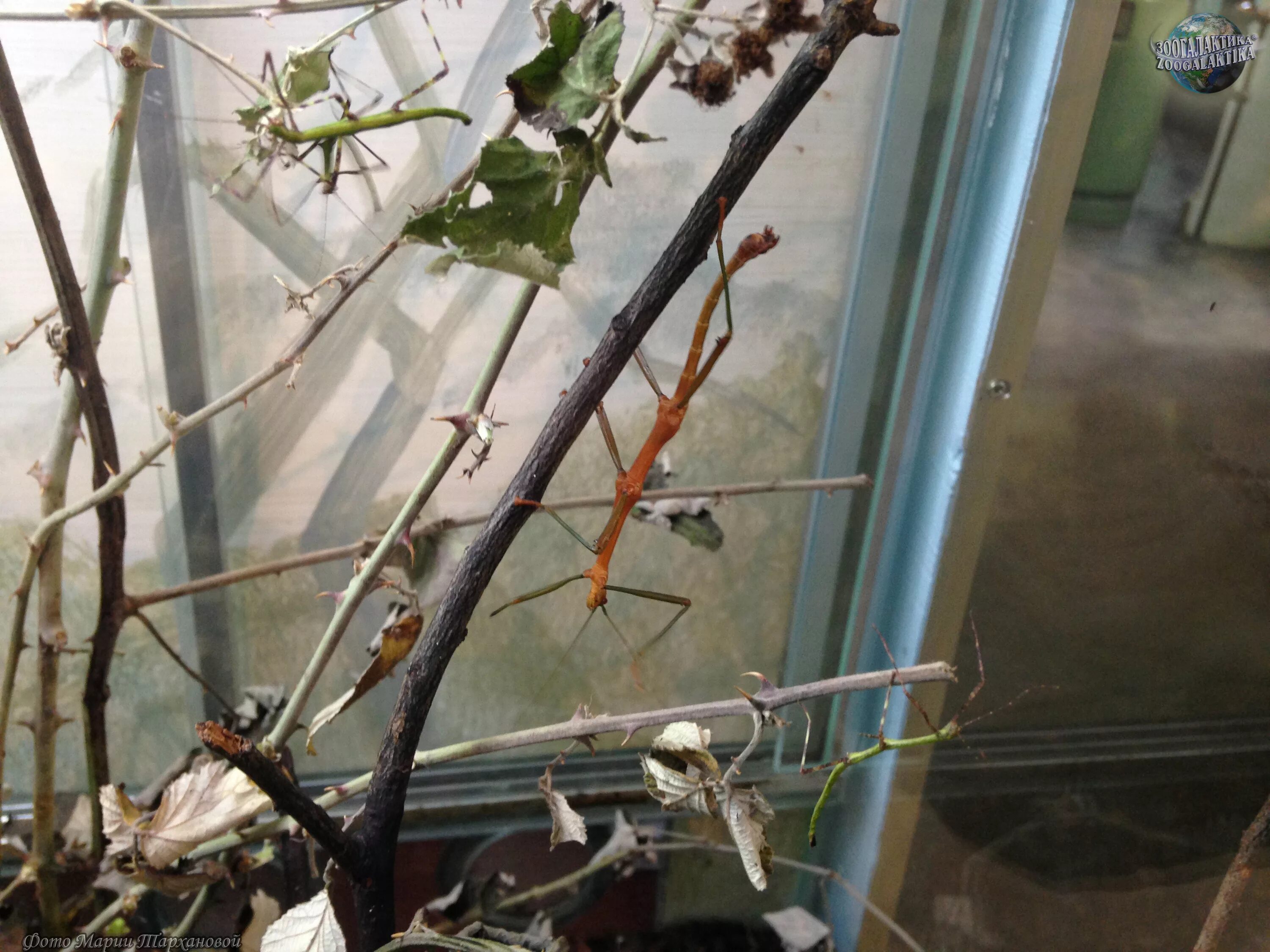 Аннамский палочник террариум. Палочник аквариумный. Рогатый палочник. Аннамский палочник террариум. Аквариум для палочника.