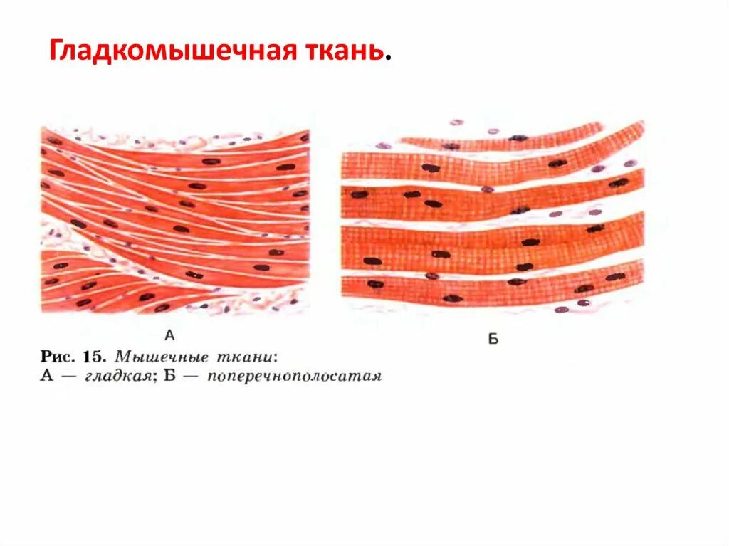 Гладкая мышечная ткань источник. Поперечнополосатая и гладкая мышечная ткань. 8. Поперечнополосатая Скелетная мышечная ткань.. Скелетная мышечная ткань рисунок. Изображения скелетной поперечнополосатой мышечной ткани.