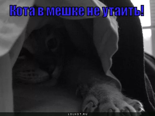 Мешке не утаишь значение. Кота в мешке не утаишь. кота в мешке не утаишь значение. не утаишь. кот в мешке который не может дышать.