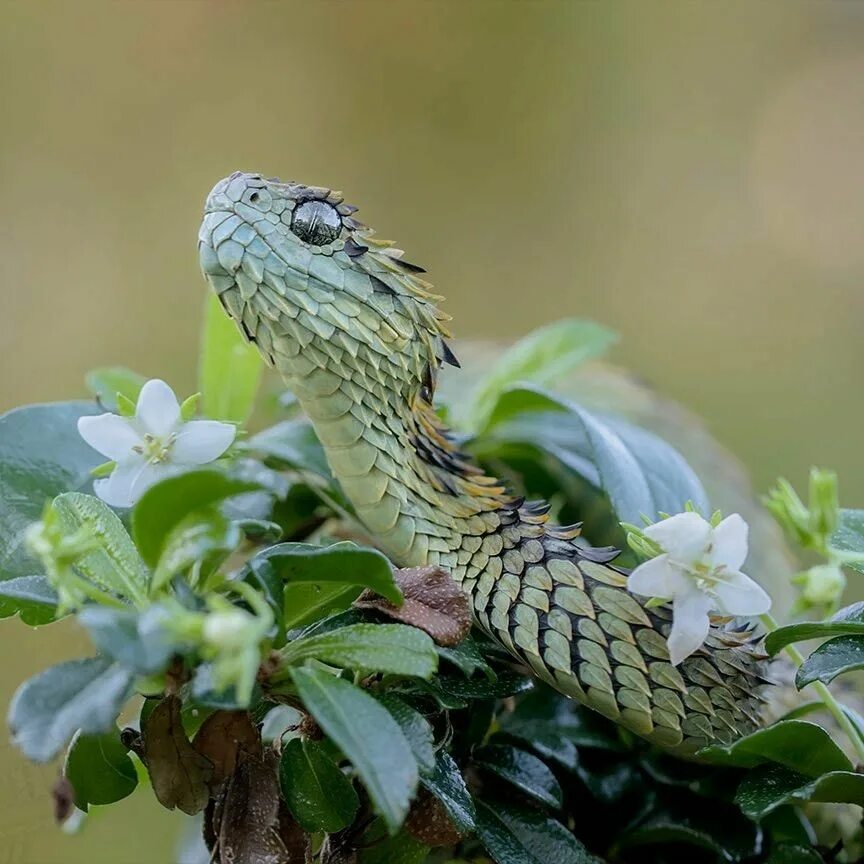 Воздушная рептилия. Кустарниковая гадюка (Atheris. Колючая кустарниковая гадюка. Змея колючая кустарниковая гадюка. Колючая кустарниковая гадюка (Atheris hispida).