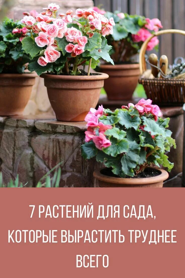 Какой цветок запретили выращивать 2024 на даче. Какой цветок запретили выращивать 2024 на даче. Какой цветок запретили выращивать 2024 на даче. Какой цветок запретили выращивать 2024 на даче. Растения многолетники рассада.