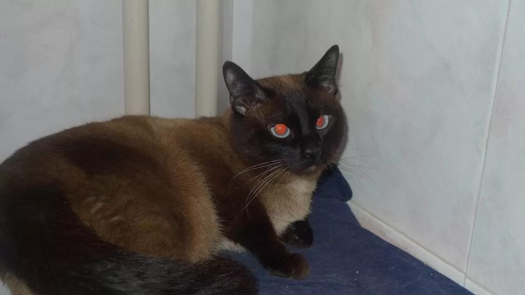 родина сиамских кошек. стрижка тайской кошки. тайская сиамская коричневая кошка. тайская кошка коричневая. кошка потемнела.