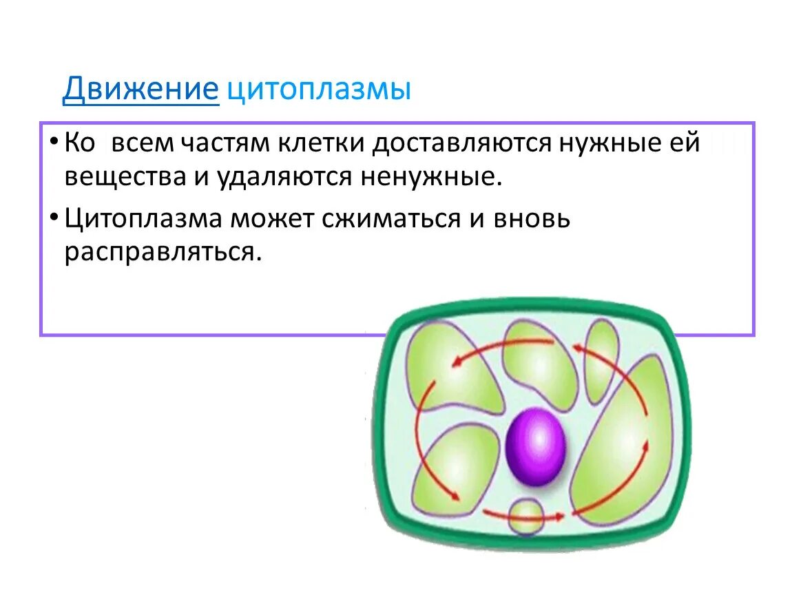Строение цитоплазмы биология. Цитоплазма клетки 5 класс биология. Функция цитоплазмы в растительной клетки 6 класс. Клетка: процессы жизнедеятельности клетки. Строение клетки функции цитоплазмы
