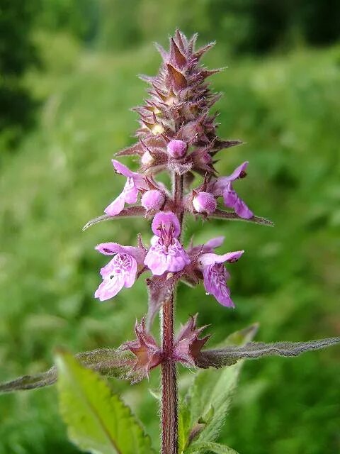 Чистец болотный. Чистец болотный Губоцветные. Stachys palustris. Чистец сорняк.