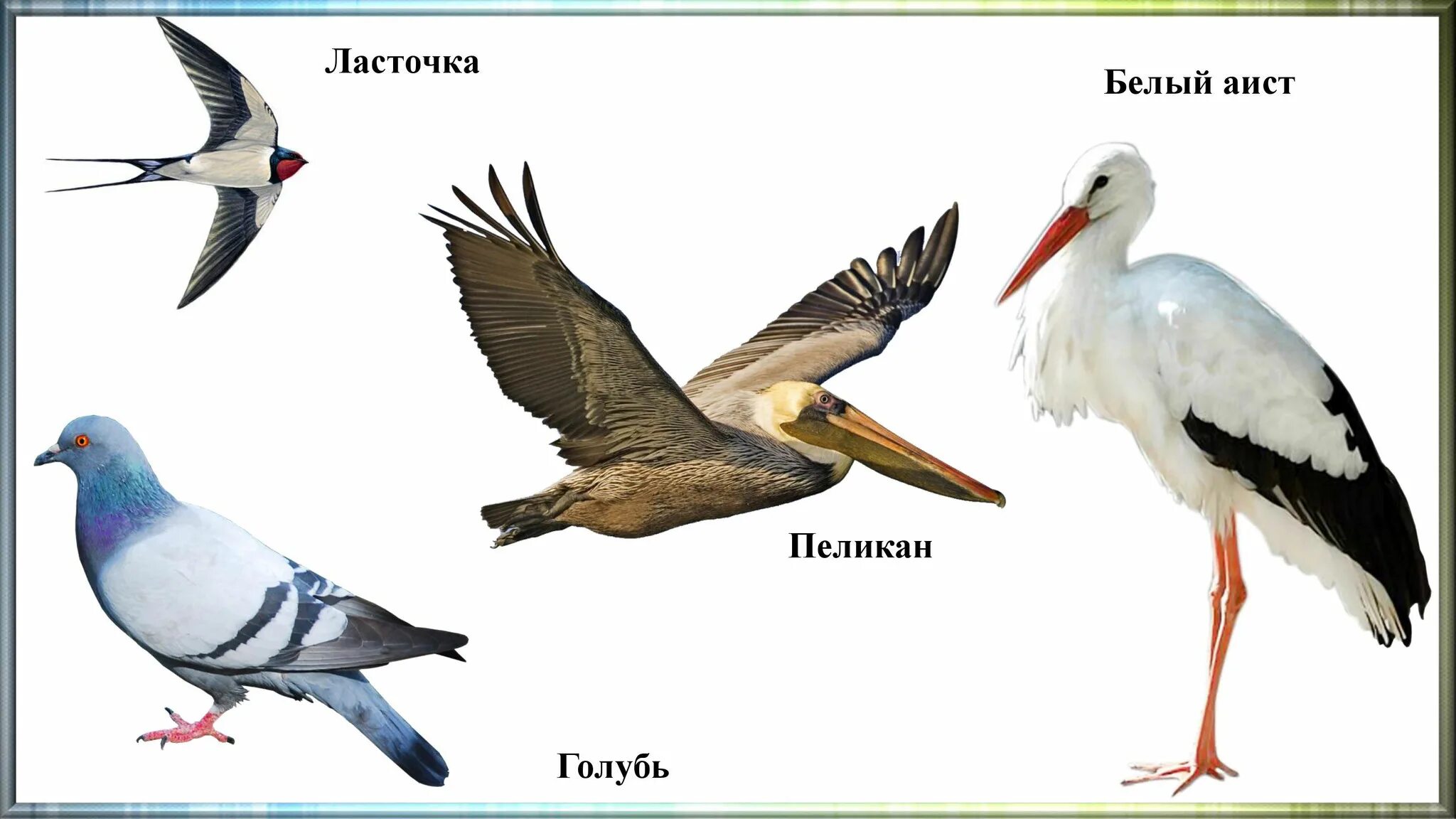 Костные птицы примеры. Позвоночные птицы. Позвоночные птицы названия. Птицы представители позвоночных. Картинки позвоночные животные птицы.
