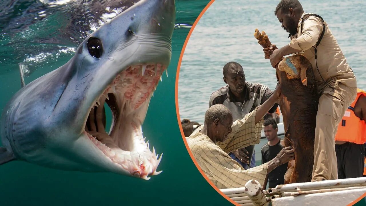 Египет где напала акула
