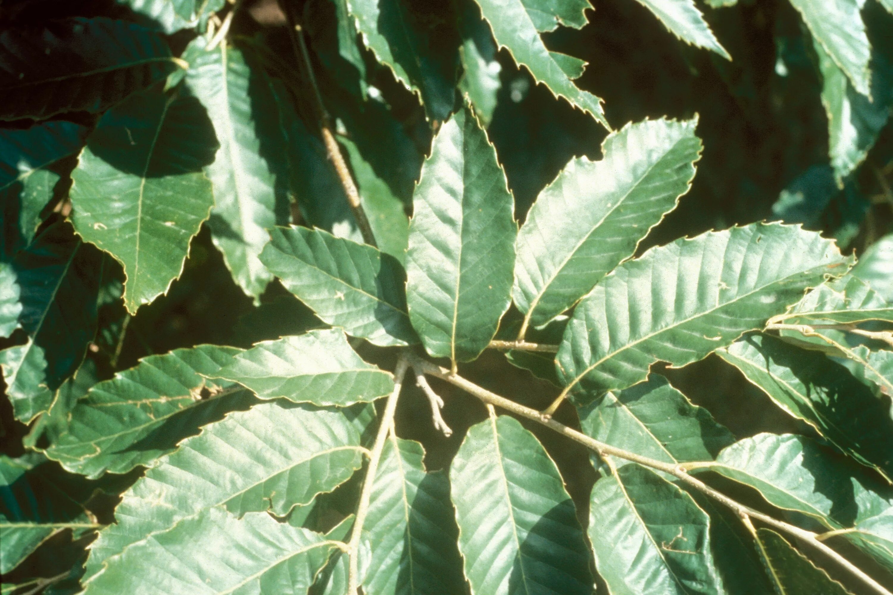 Каштан городчатый. Castanea mollissima. Каштан Северной Америки. Каштан городчатый лист. Виды каштановых
