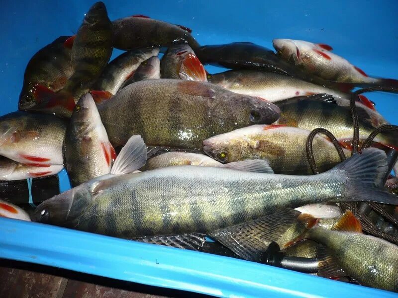 Рыбалка на Волге. База релакс Селитренное. Рыбалка на Ахтубе в декабре. Отдых на рыбалке. Показать рыбалка на волге