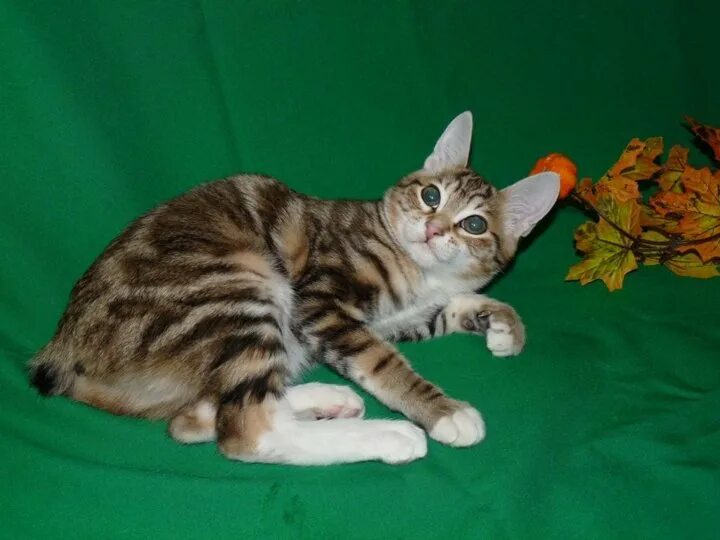 Котята курильского бобтейла питомник