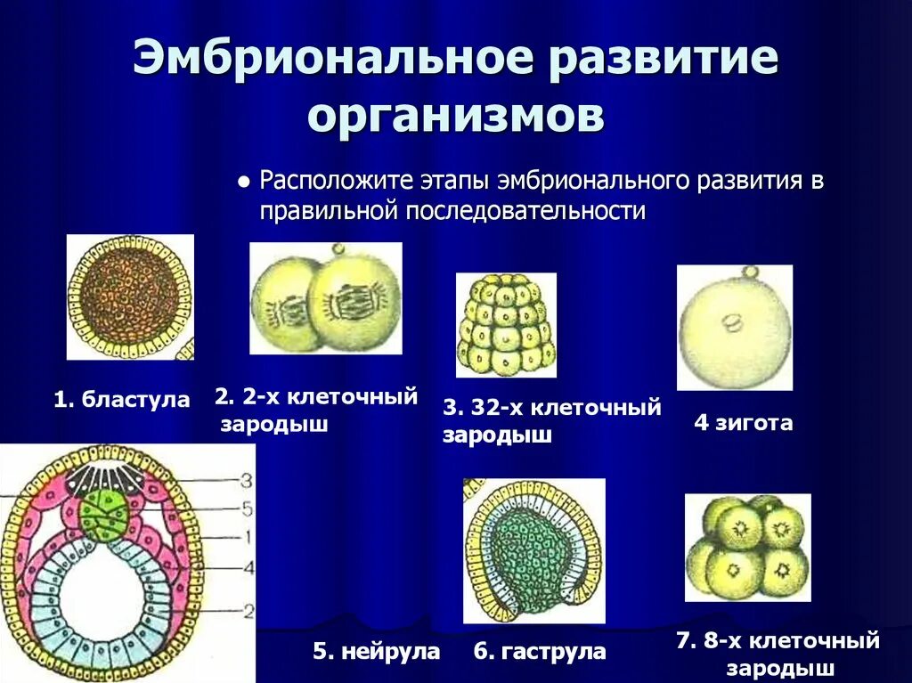 Эмбриональное развитие. Этапы эмбрионального развития. Фазы эмбрионального развития. Последовательность эмбрионального развития.