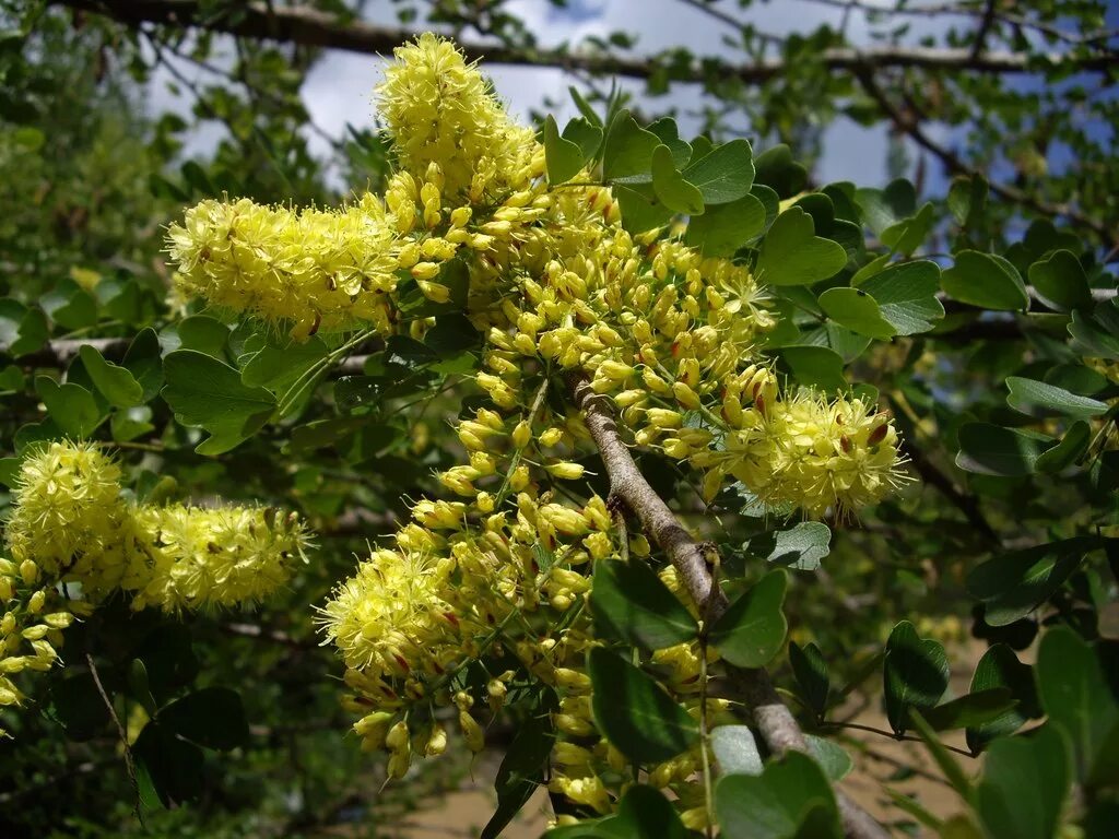 Кампешевое дерево. Haematoxylum campechianum. сандаловое дерево кампеш. кампешевое дерево (haematoxylon campechianum). кампешевое дерево ямайка.