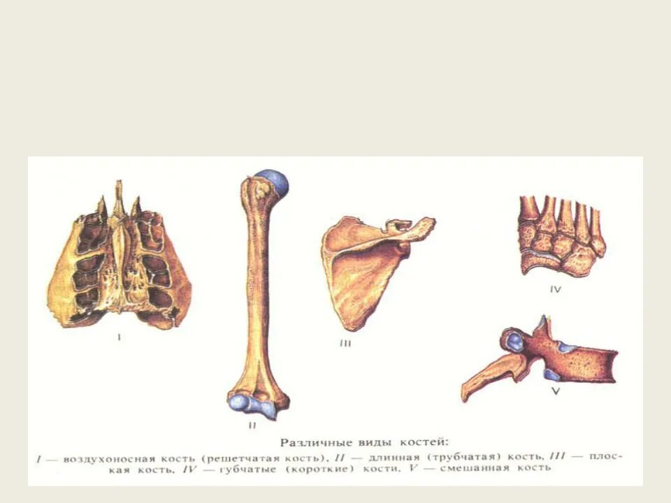 Кости трубчатые губчатые плоские смешанные. Схема строения плоских костей. Типы костей трубчатые губчатые плоские. Позвонки это кости плоские губчатые трубчатые.