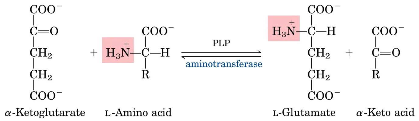 Аланин кислота реакция. Кетоглутарат аминотрансфераза. Аланин аспартат аминотрансферазы. Аланин диэтиламин. Аланин аспартат аминотрансферазы легкие.